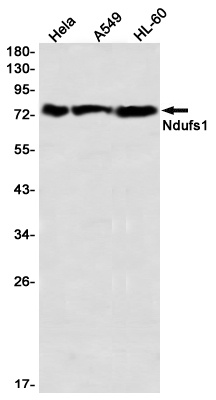 NDUFS1 Antibody