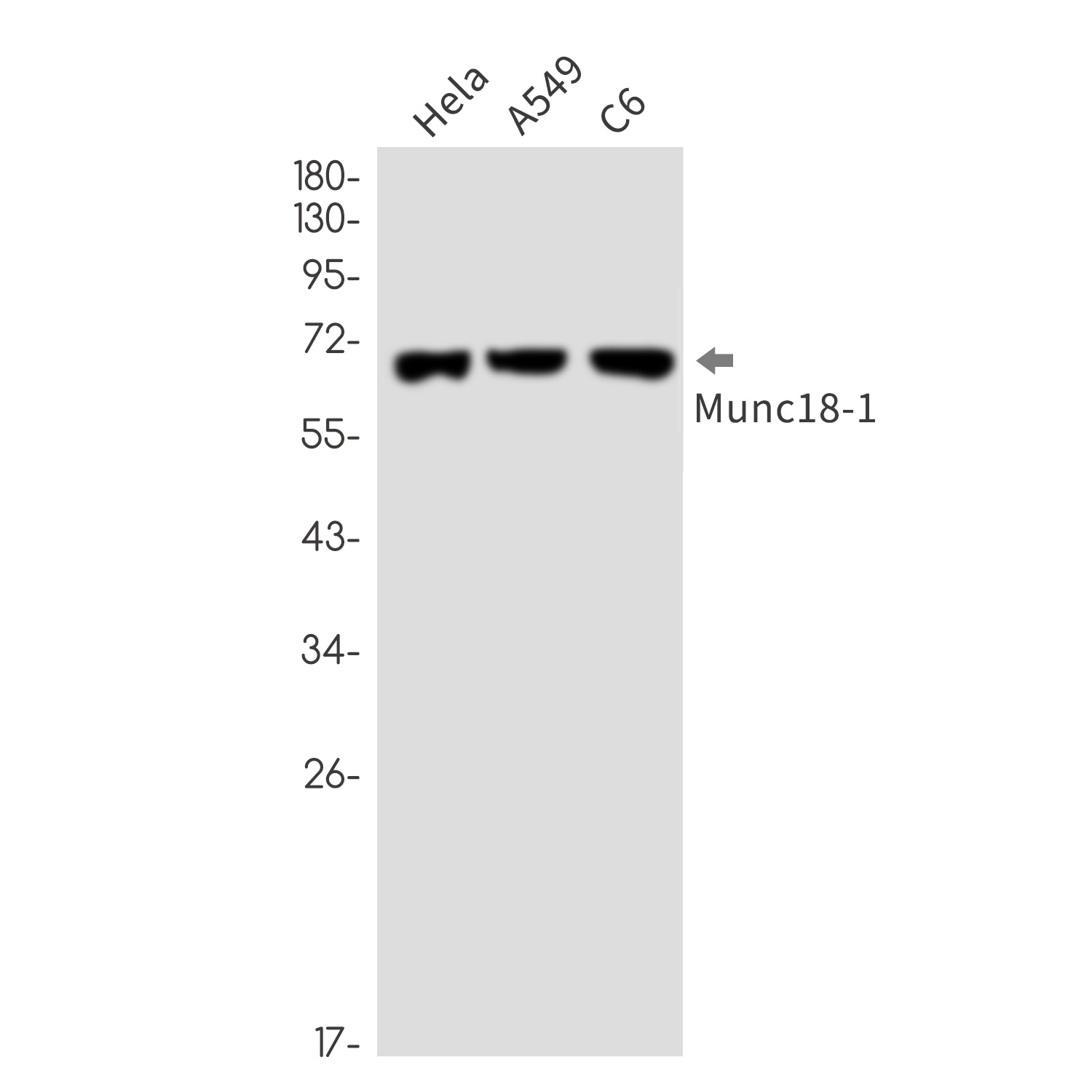 STXBP1 Antibody