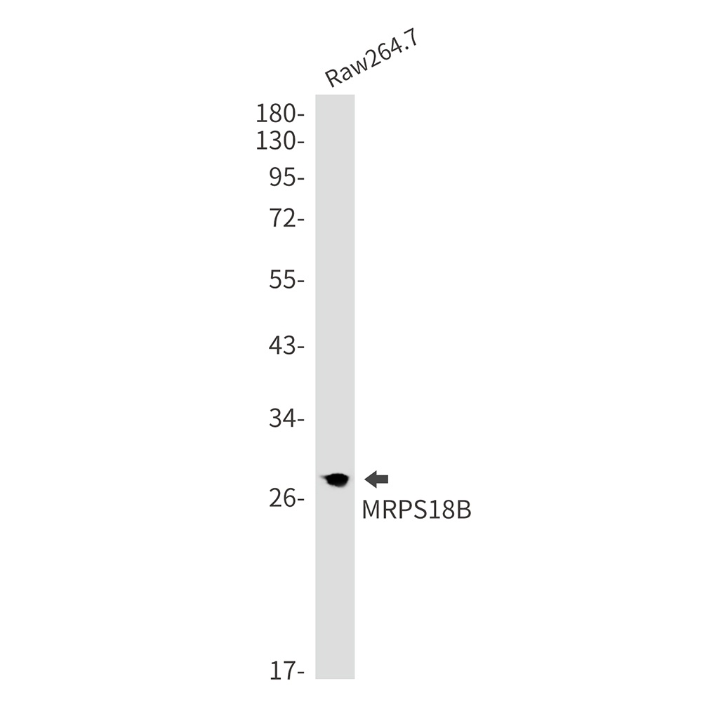 MRPS18B Antibody