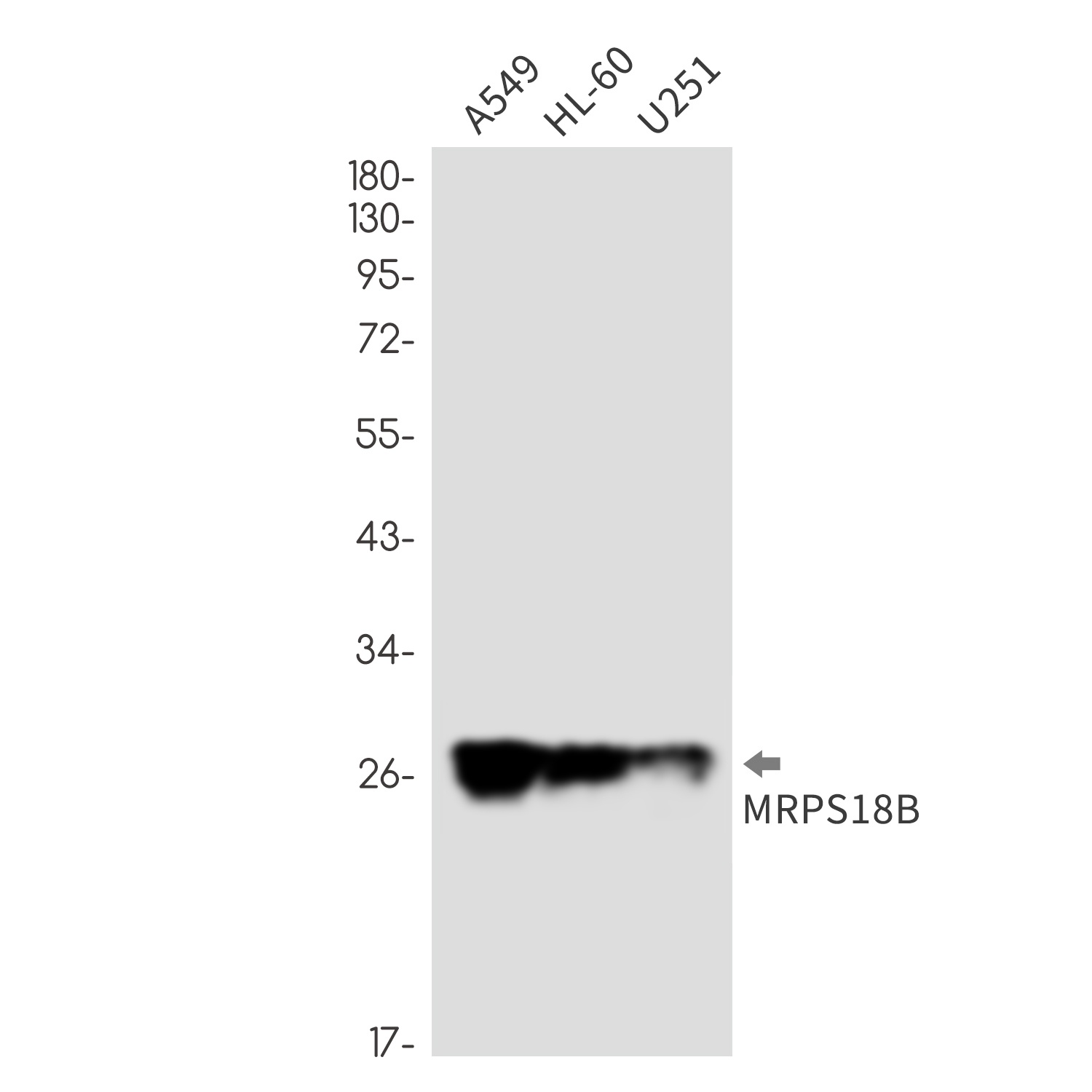 MRPS18B Antibody
