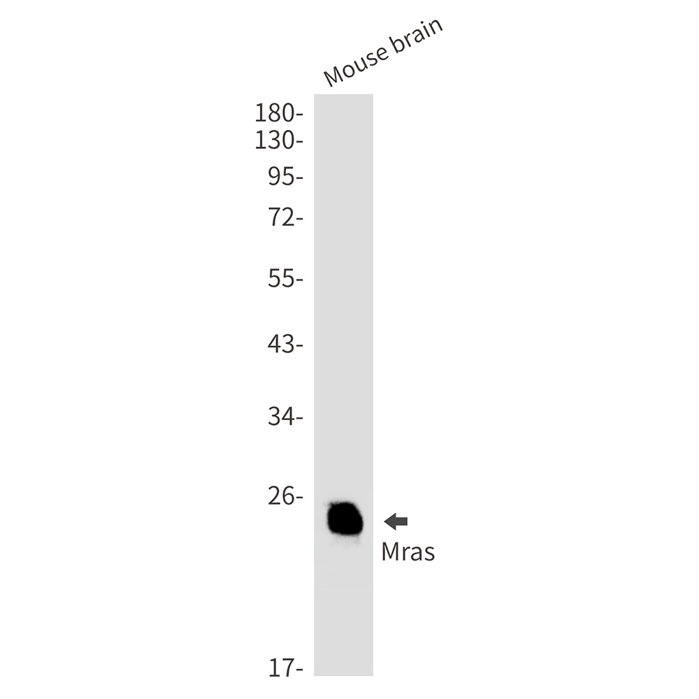 MRAS Antibody
