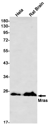 MRAS Antibody