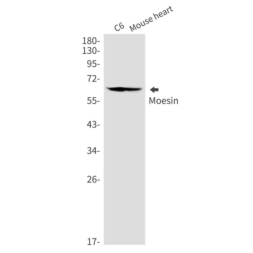 Moesin Rabbit mAb