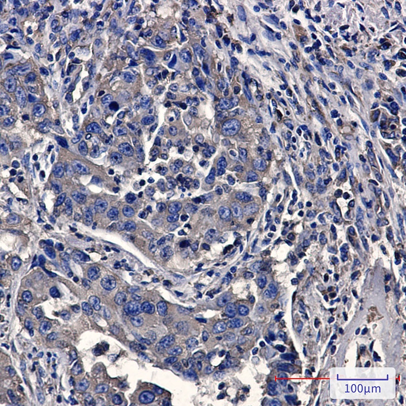 Moesin Rabbit mAb