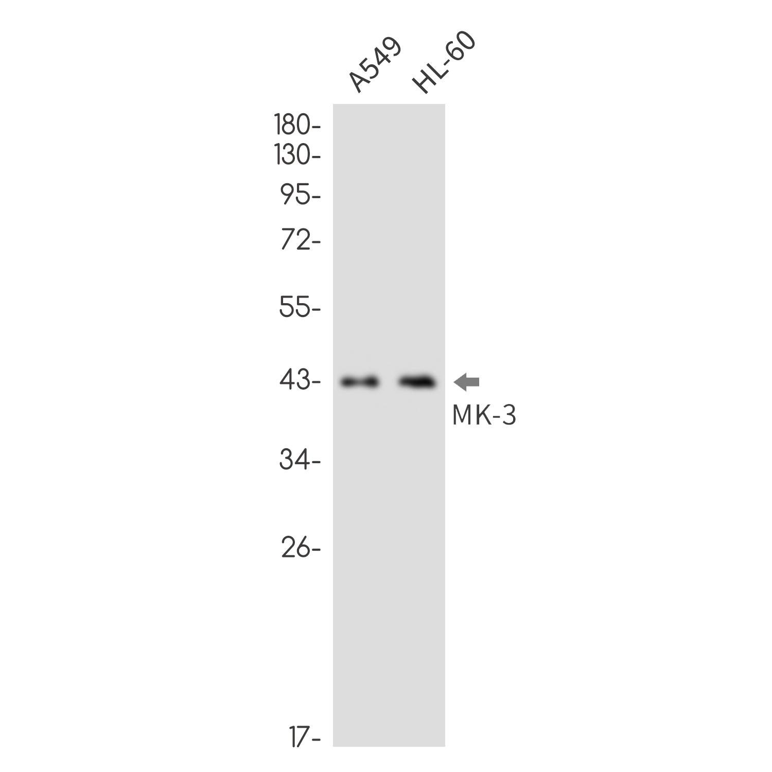 MAPKAPK3 Antibody
