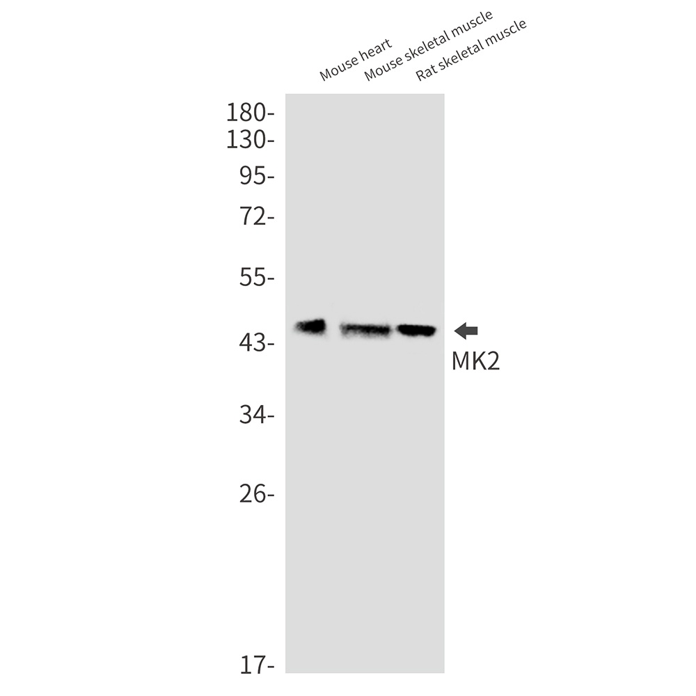 MAPKAPK2 Antibody