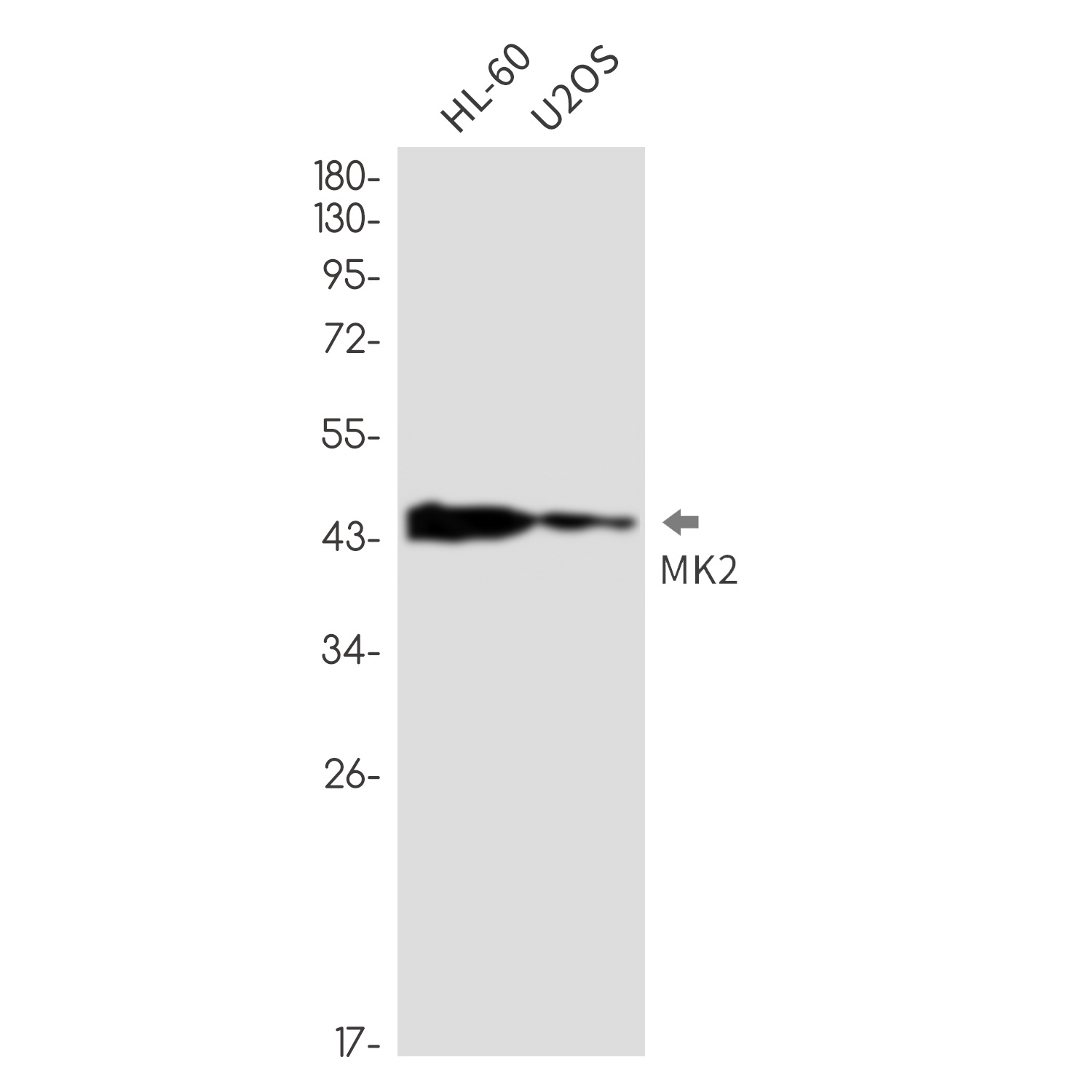 MAPKAPK2 Antibody