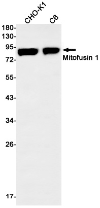 Mfn1 Antibody