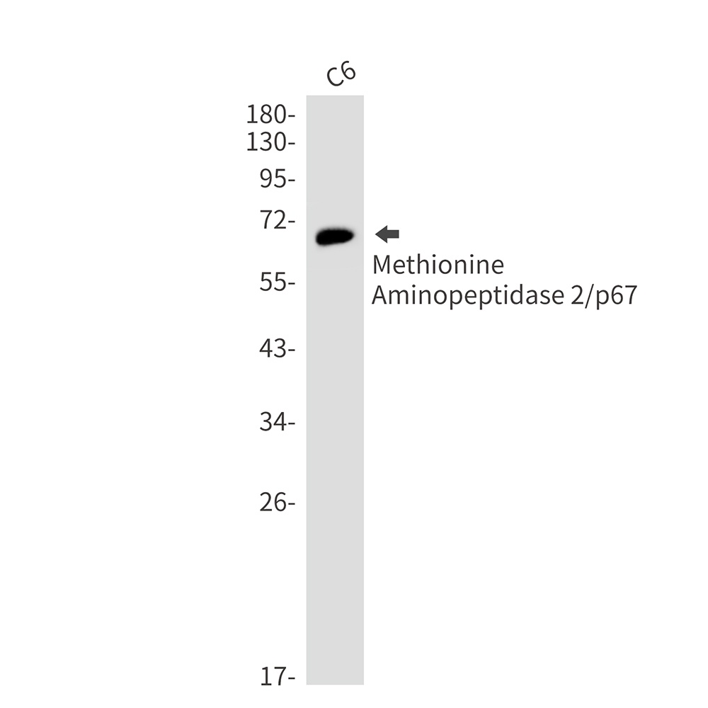 Methionine Aminopeptidase 2 Rabbit mAb