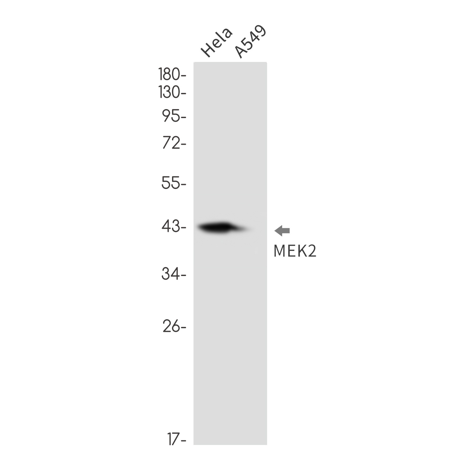 MAP2K2 Antibody