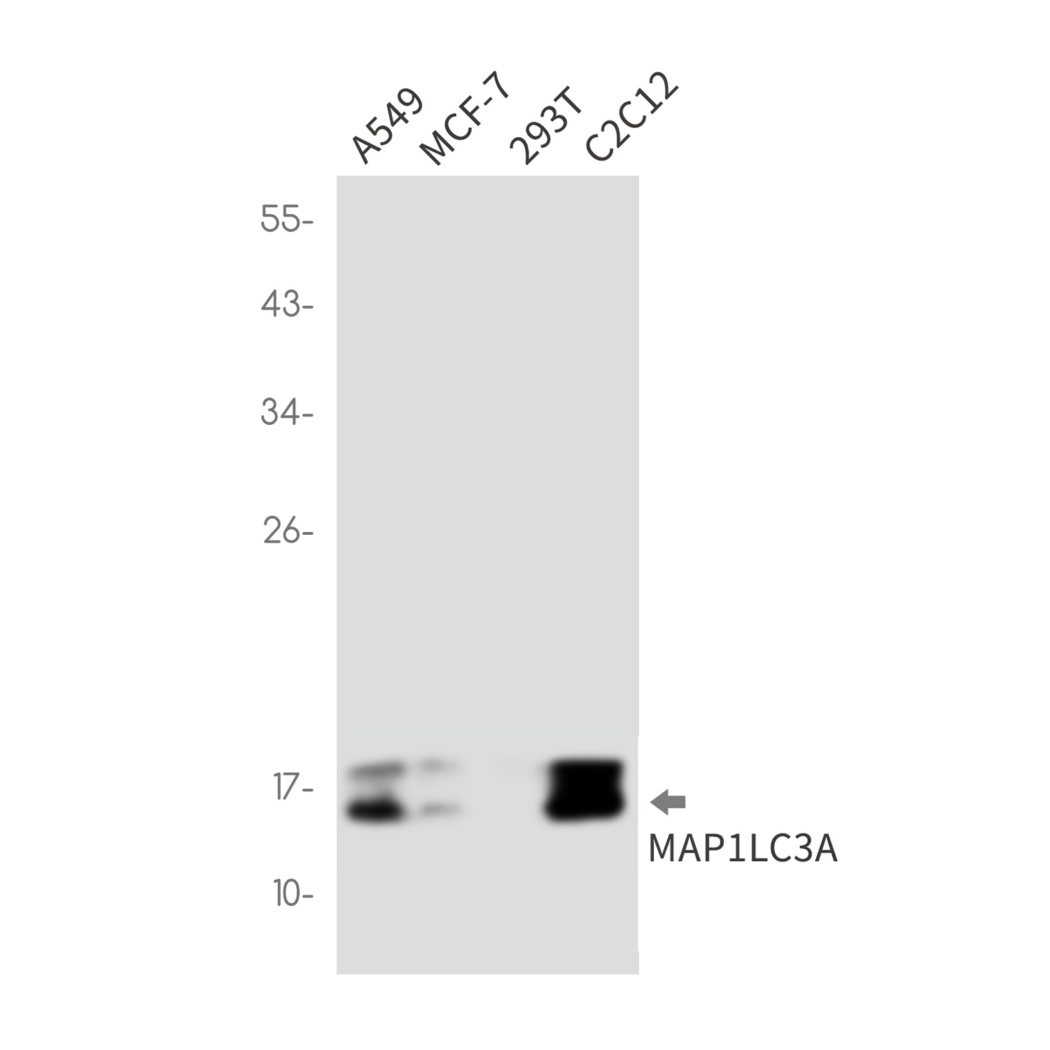 MAP1LC3A Antibody