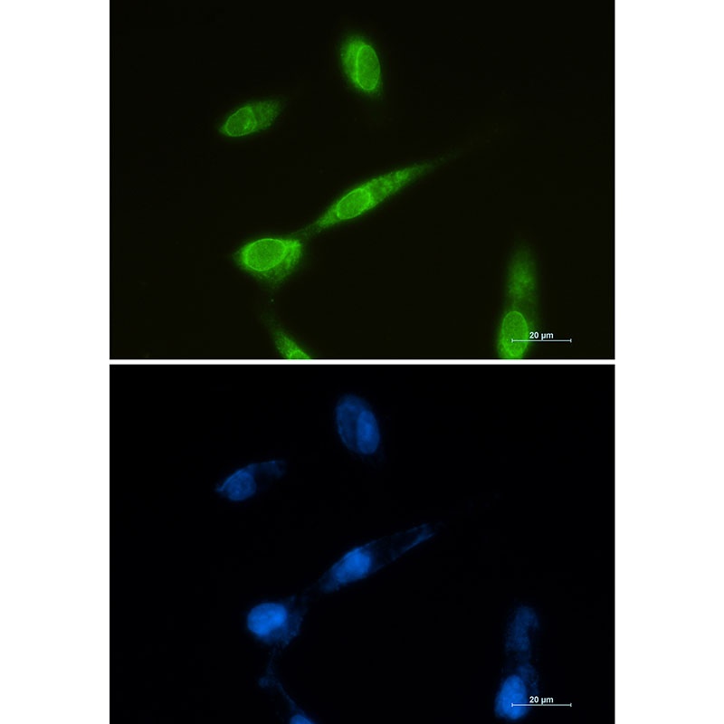 MTDH Antibody