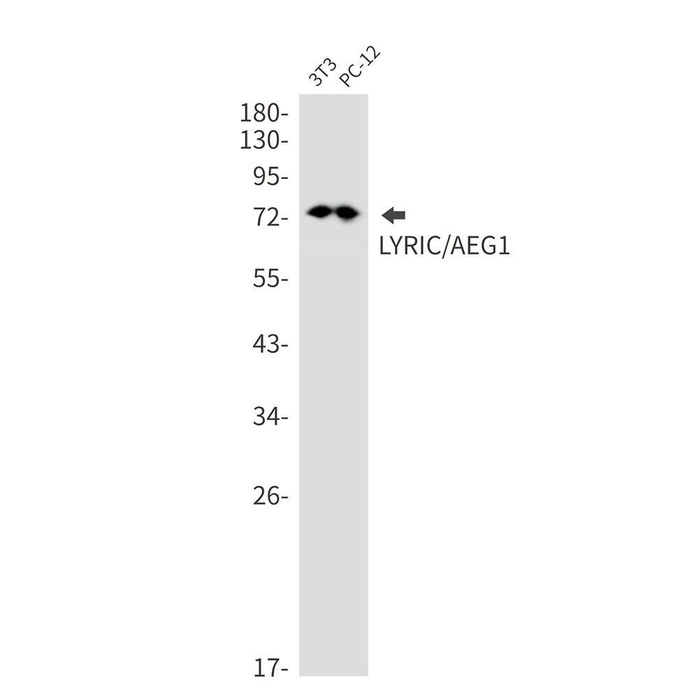 MTDH Antibody