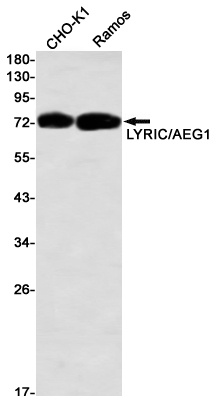 MTDH Antibody