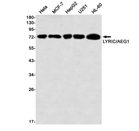 MTDH Antibody