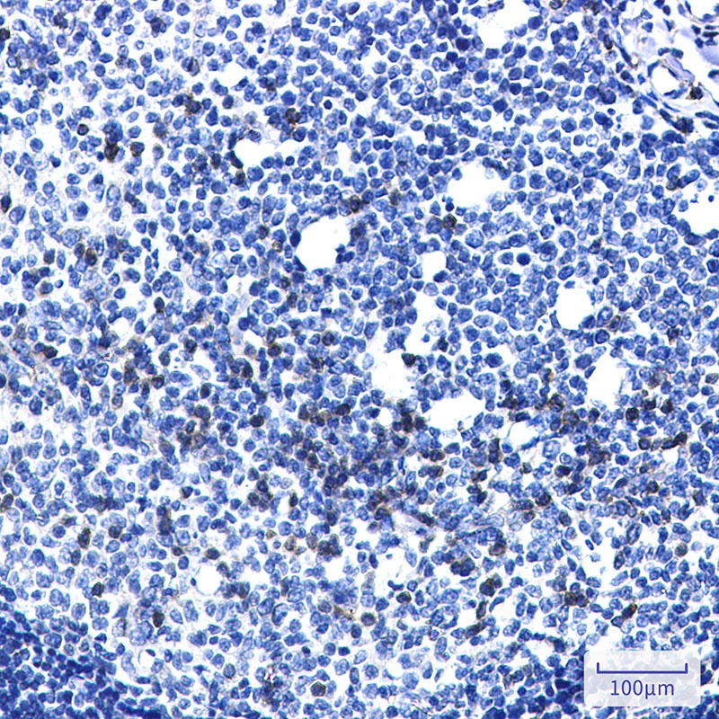MTDH Antibody