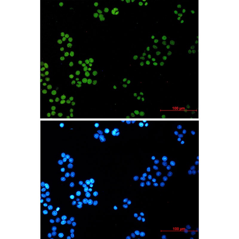 LIG1 Antibody