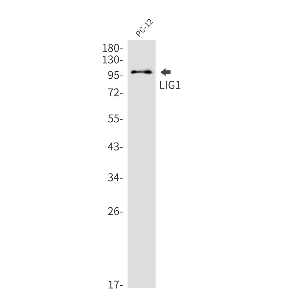 LIG1 Antibody