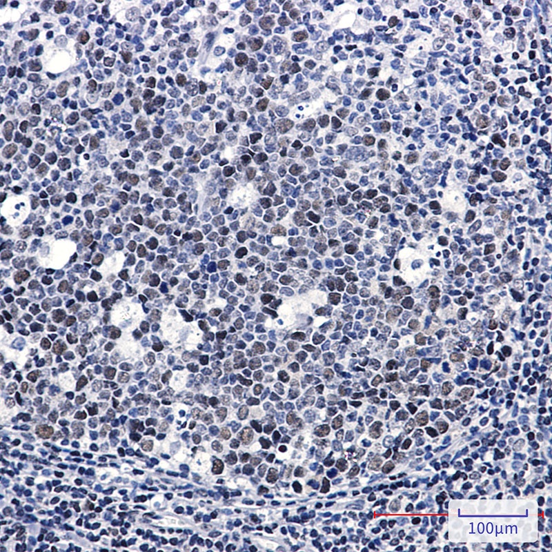 LIG1 Antibody