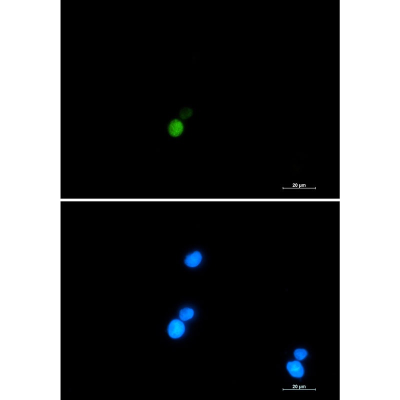 XRCC6 Antibody