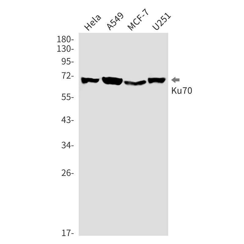 XRCC6 Antibody