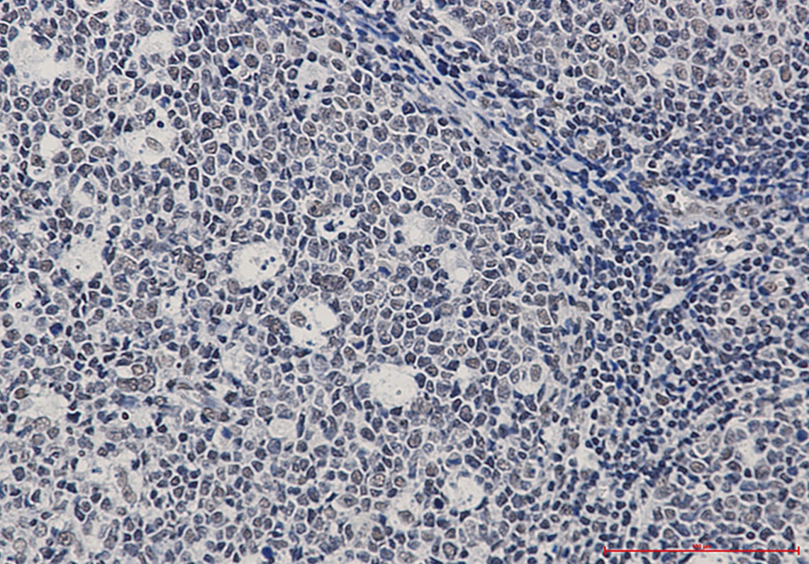 XRCC6 Antibody