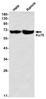 XRCC6 Antibody