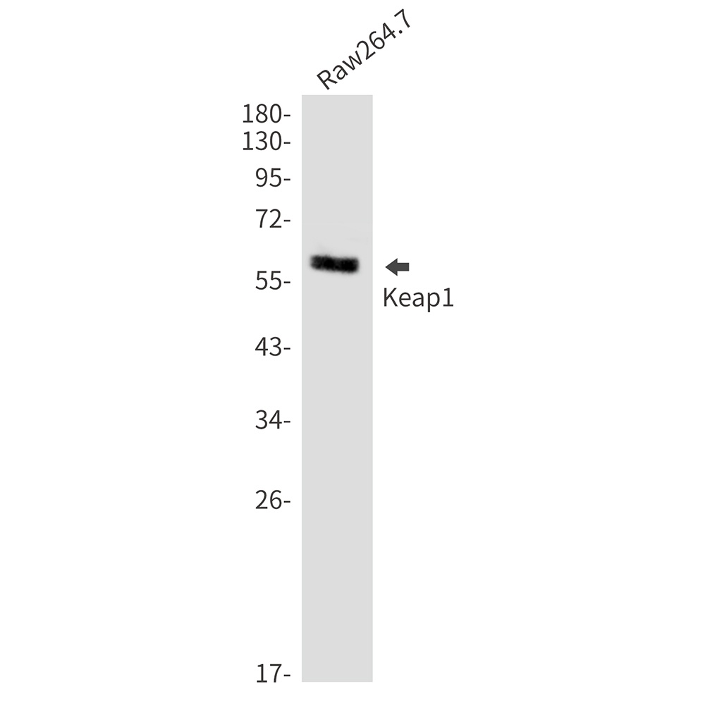 KEAP1 Antibody