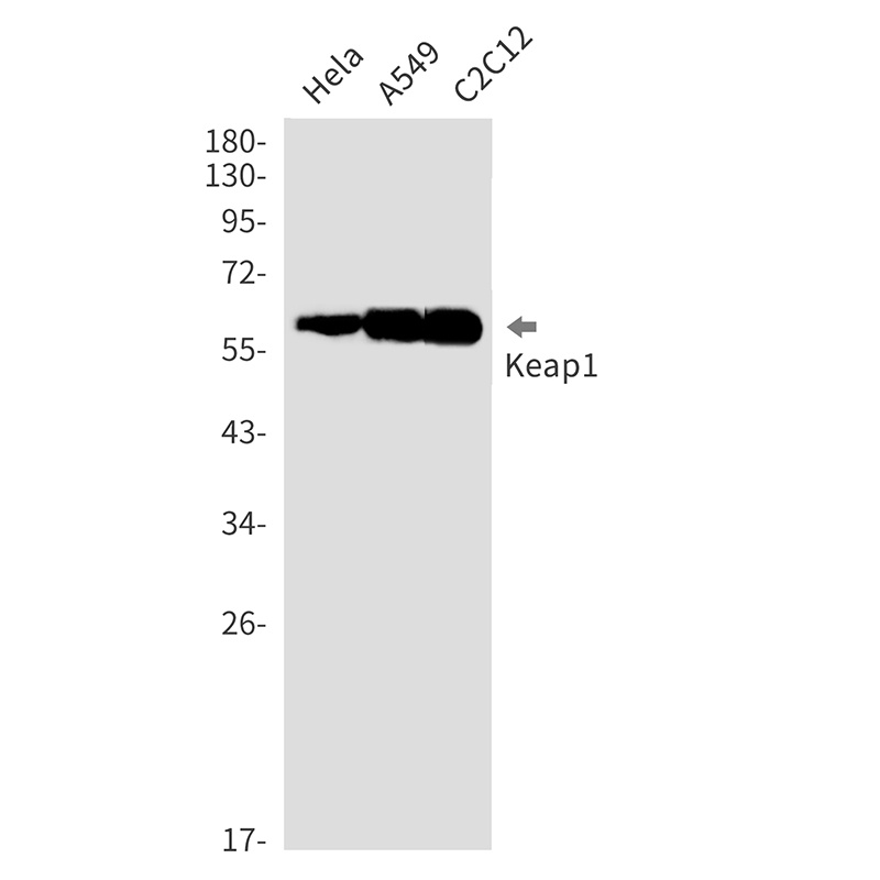 KEAP1 Antibody
