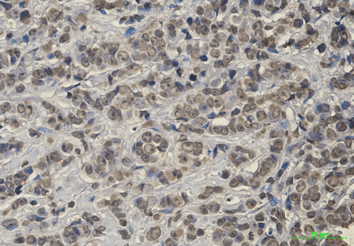 KEAP1 Antibody