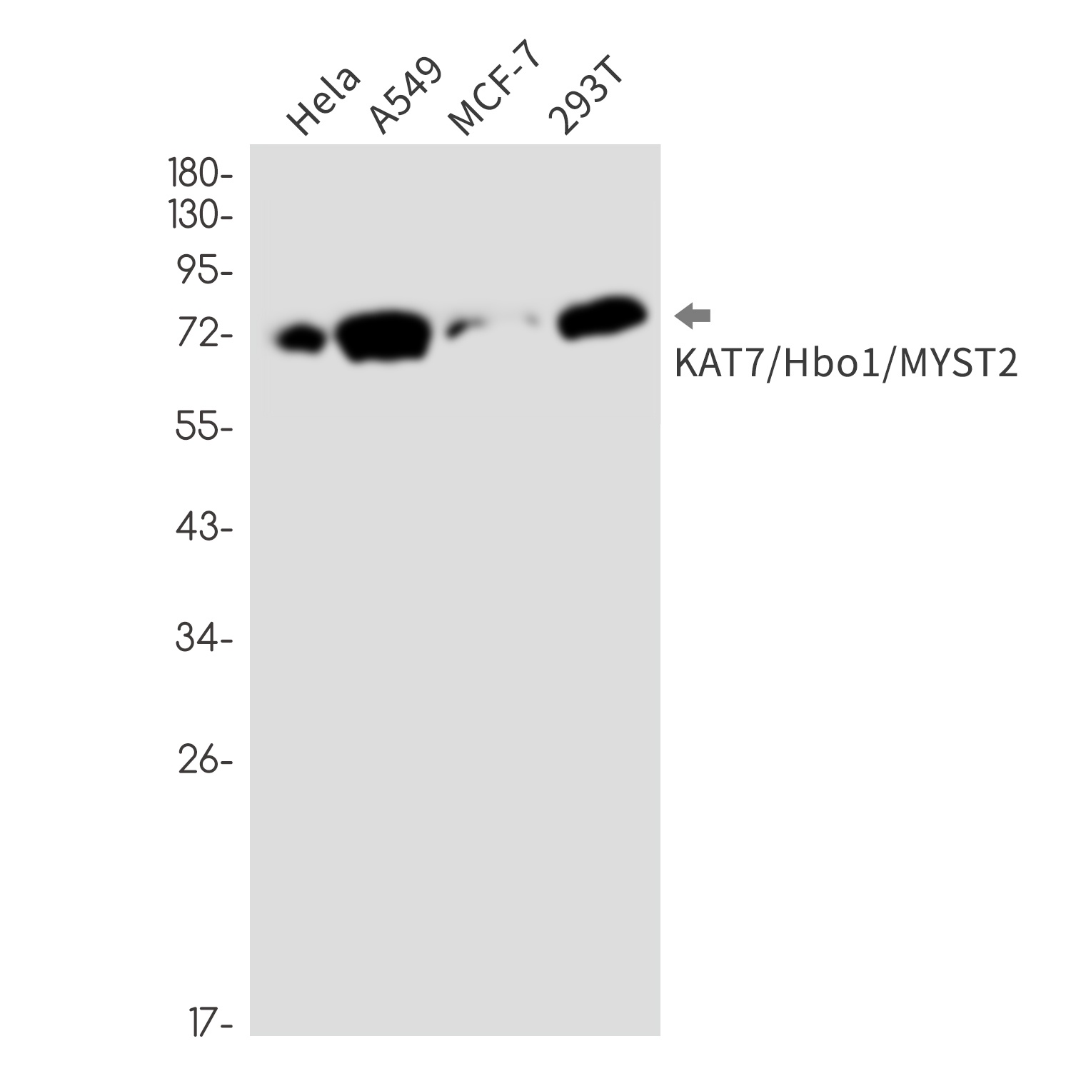 KAT7 Antibody