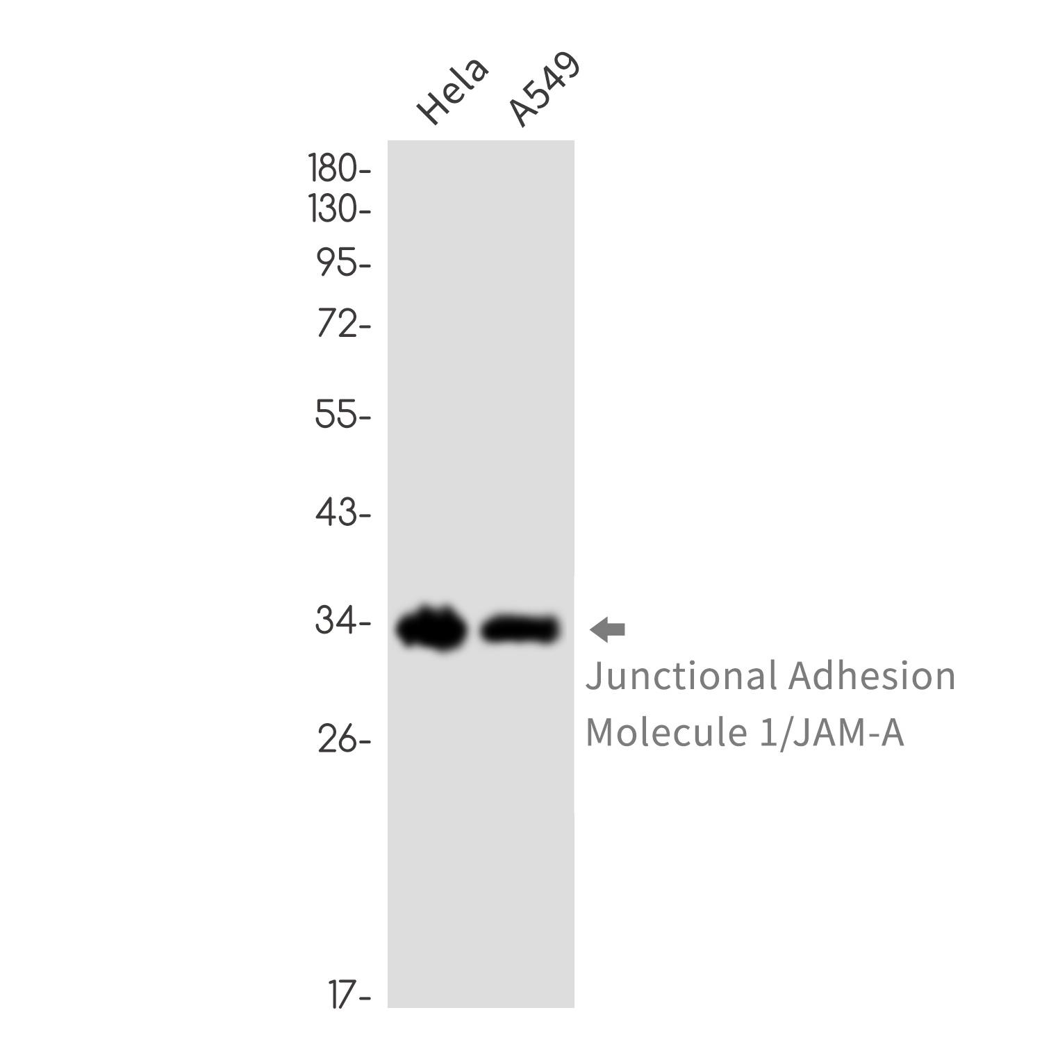 Junctional Adhesion Molecule 1 Rabbit mAb