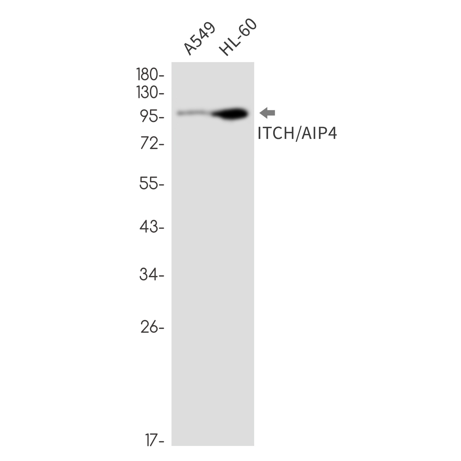 ITCH Antibody