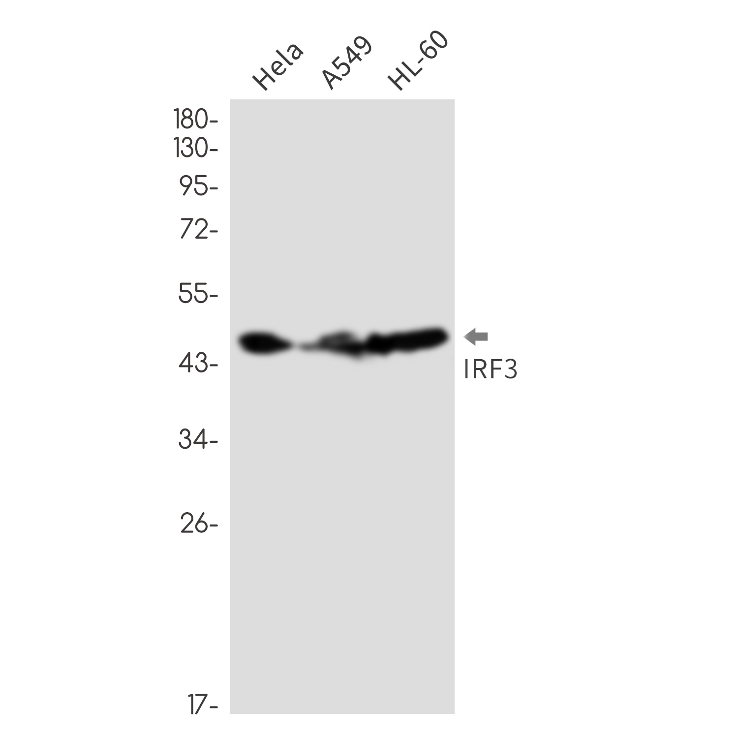 IRF3 Antibody