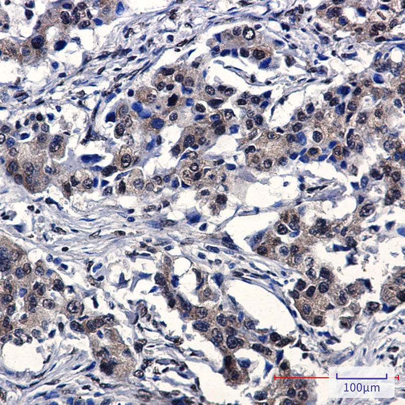 IRF3 Antibody