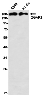 IQGAP2 Antibody