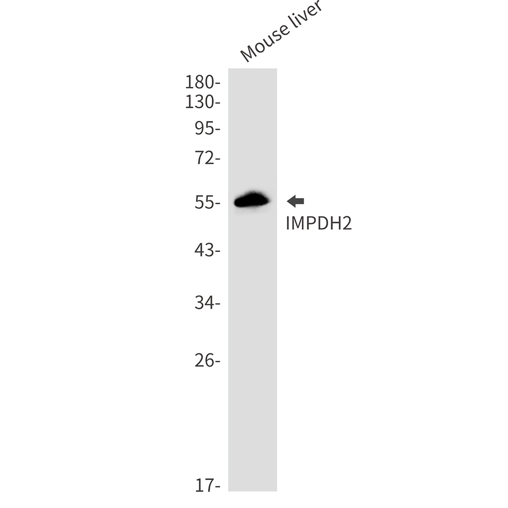 IMPDH2 Antibody