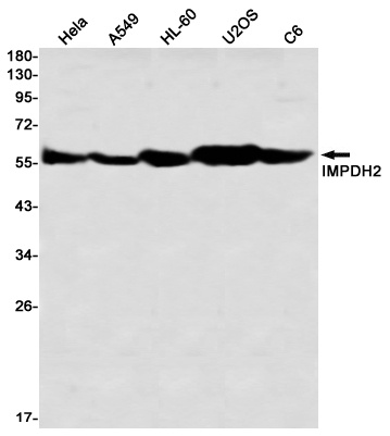 IMPDH2 Antibody