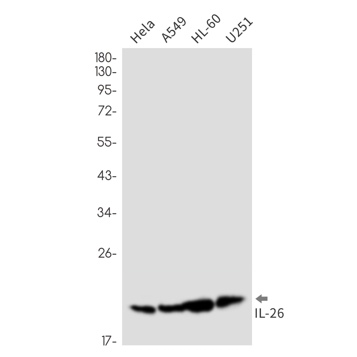 IL26 Antibody