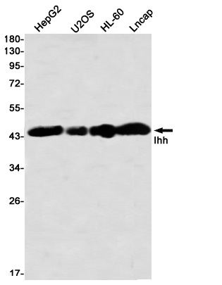 IHH Antibody