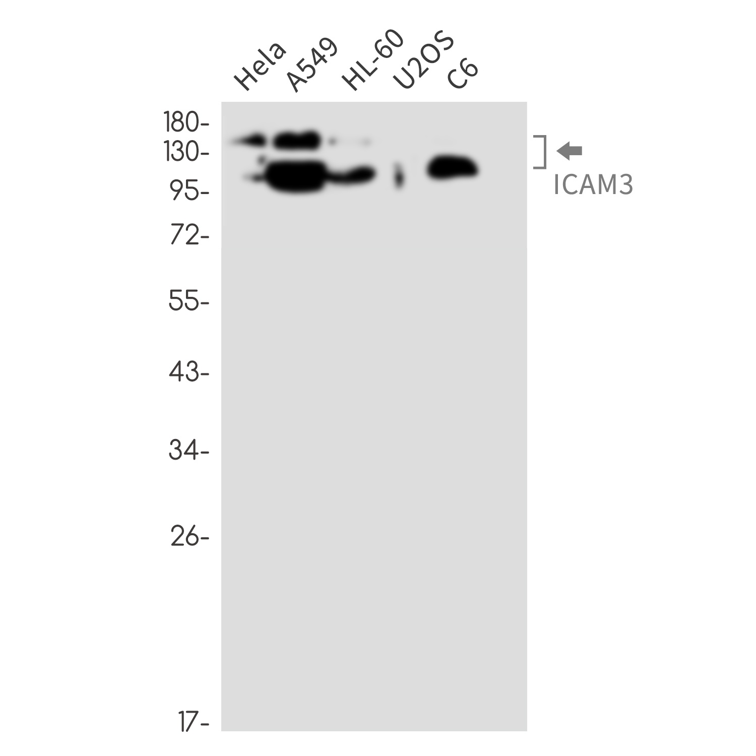 ICAM3 Antibody