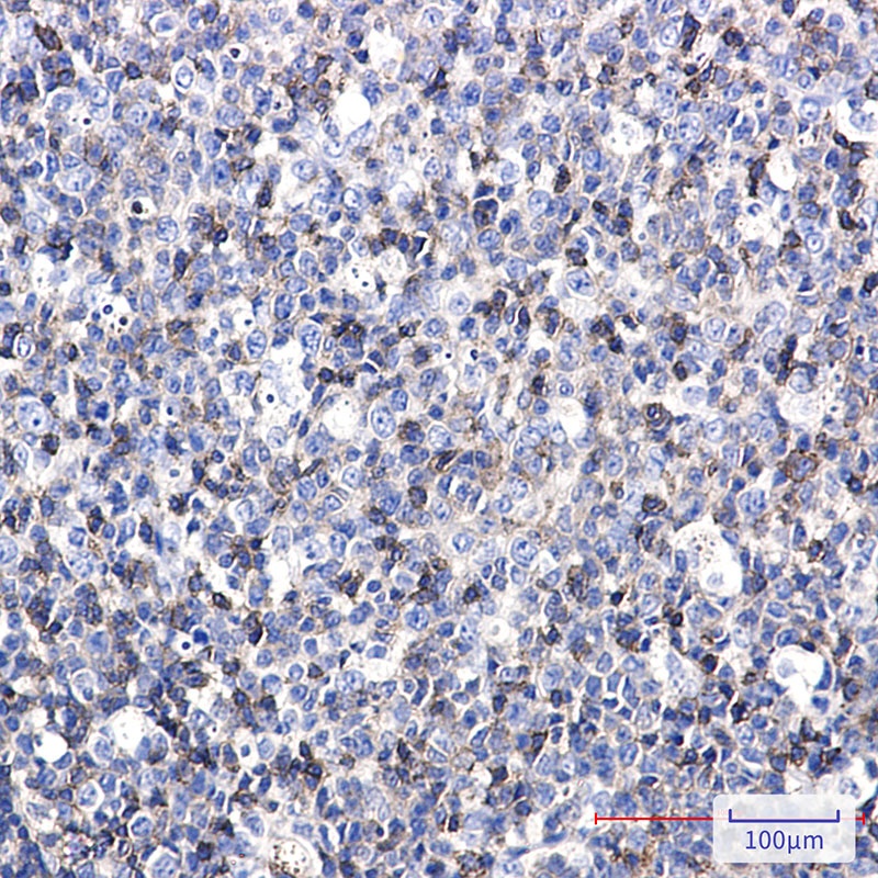 ICAM3 Antibody