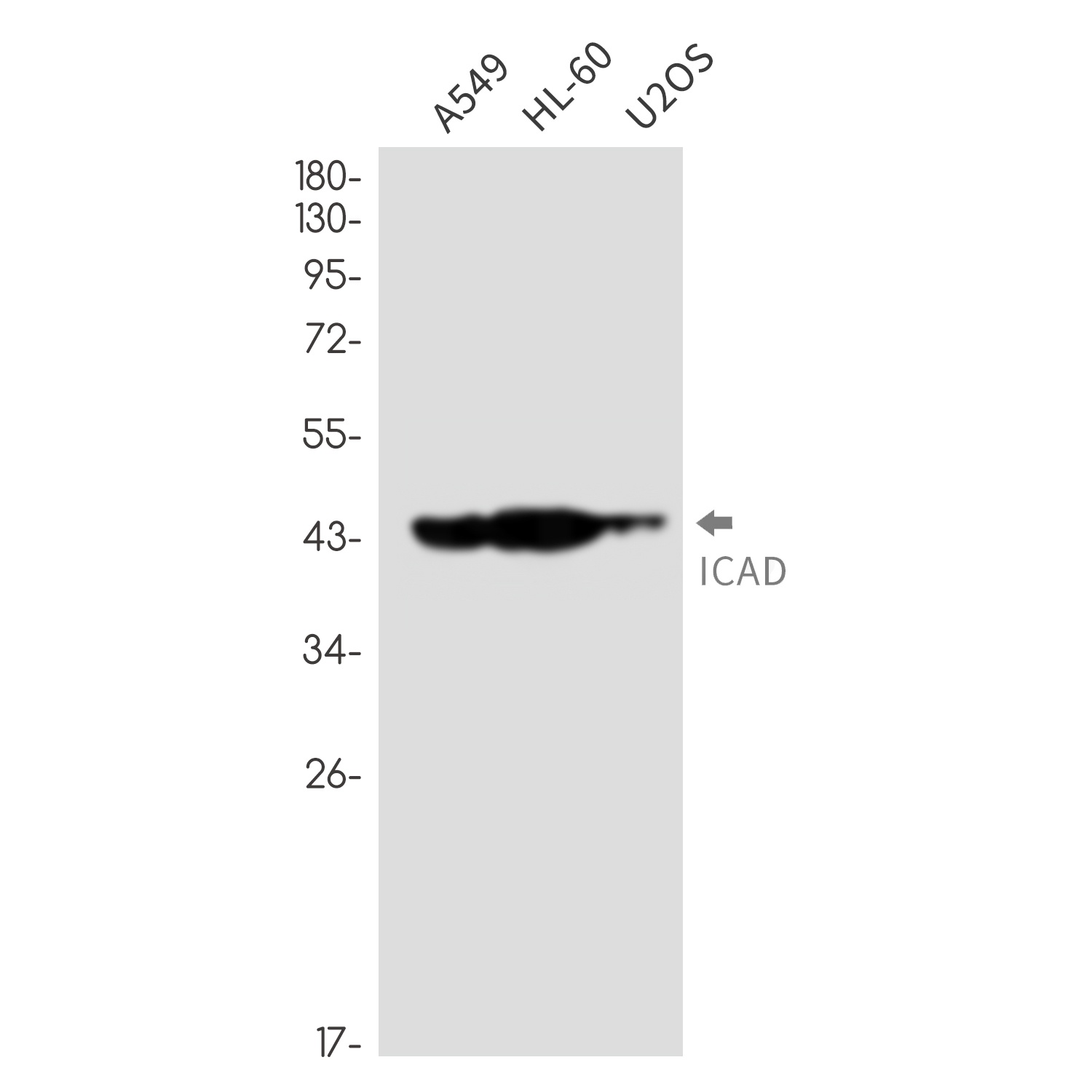 [KD] ICAD Rabbit mAb