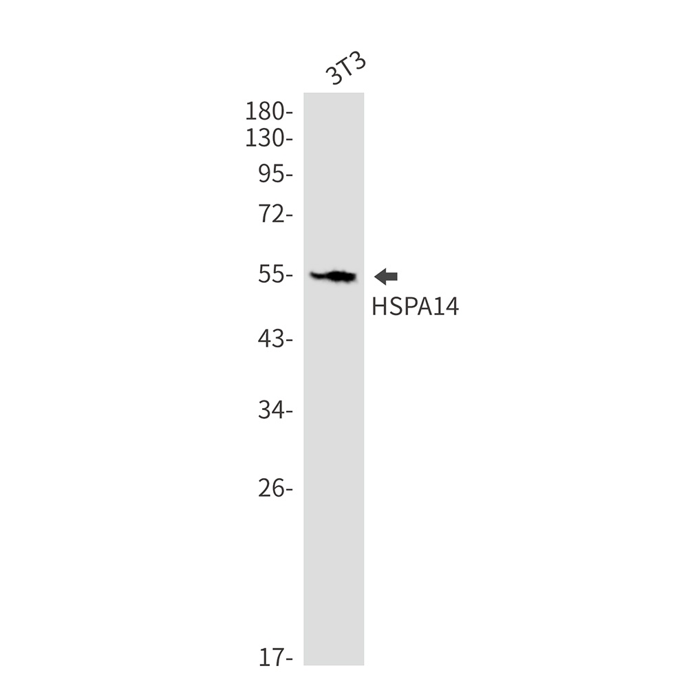 HSPA14 Antibody