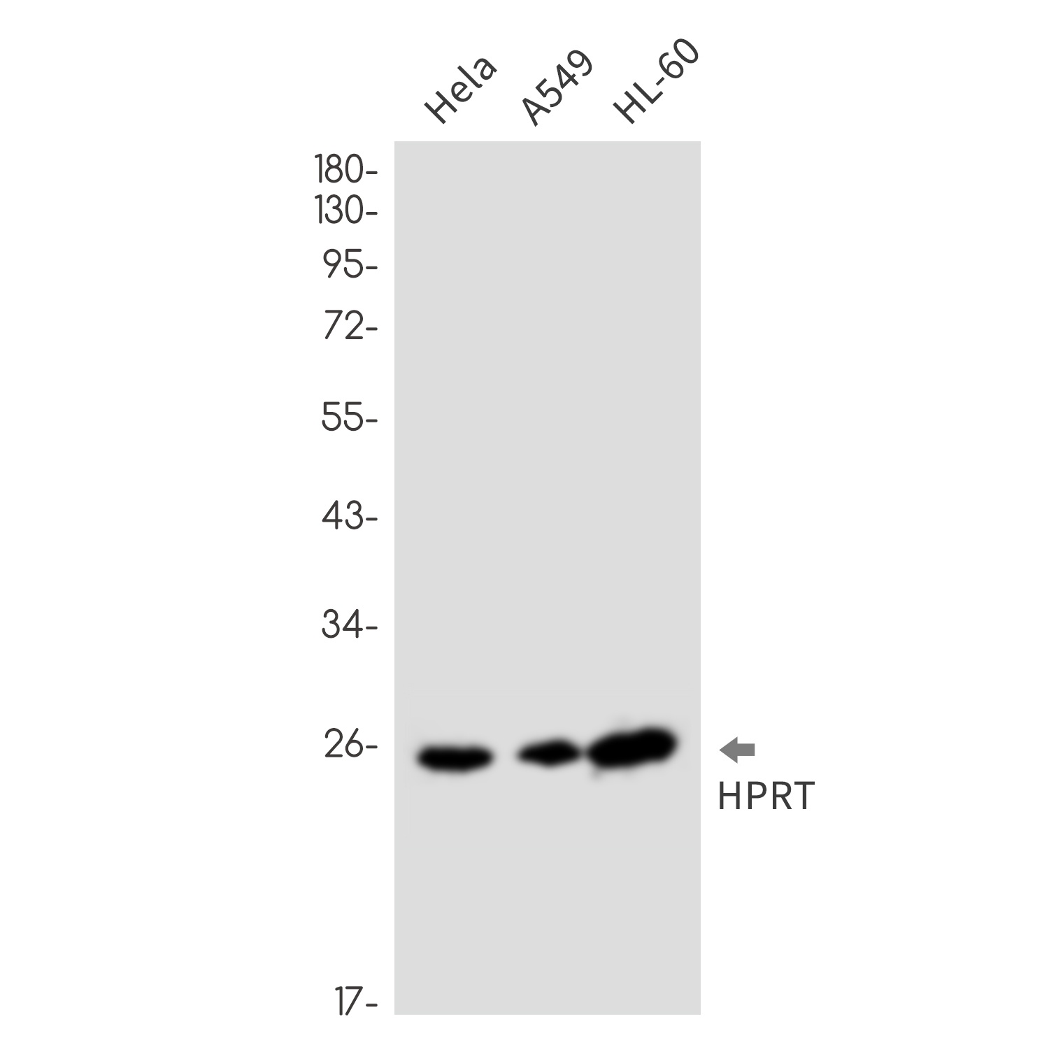 HPRT Rabbit mAb