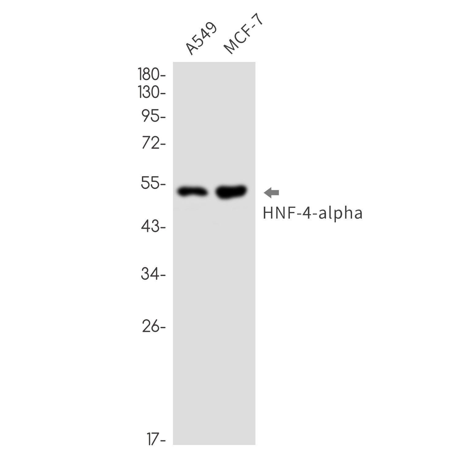 HNF4A Antibody