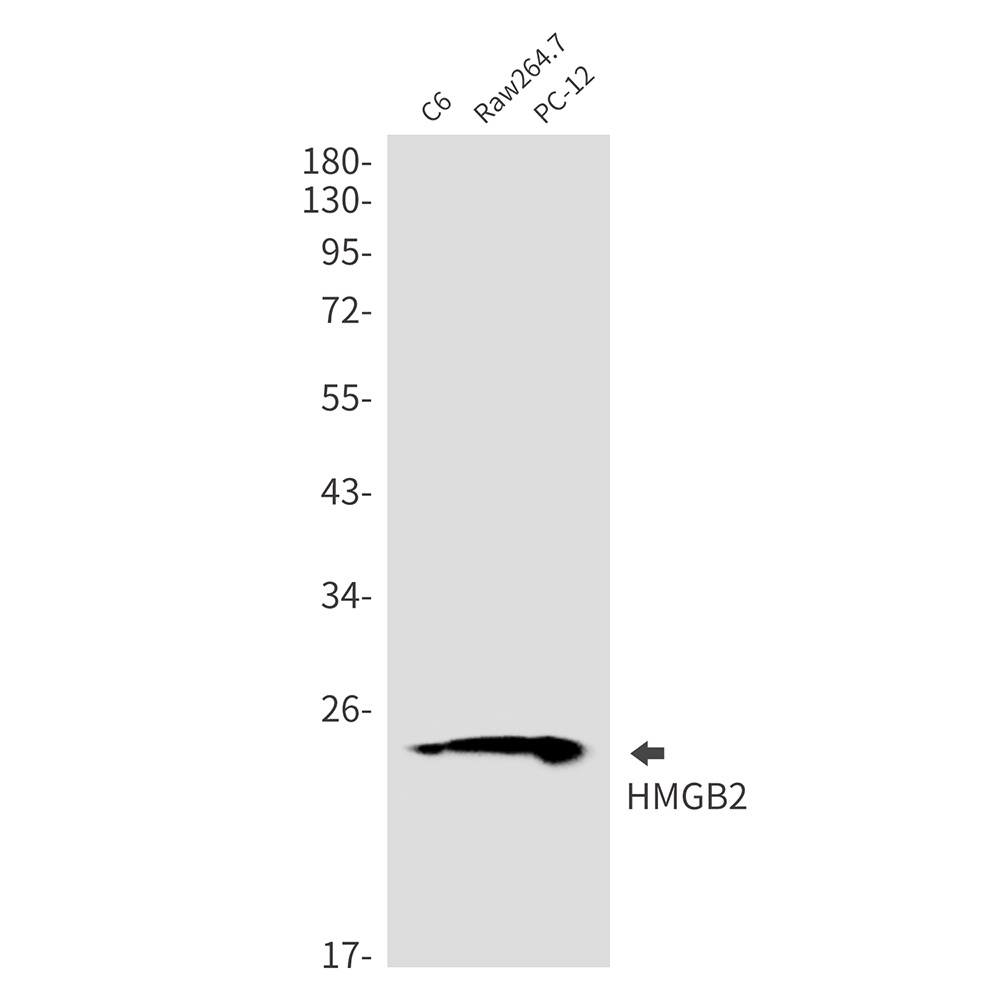HMGB2 Antibody