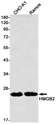 HMGB2 Antibody