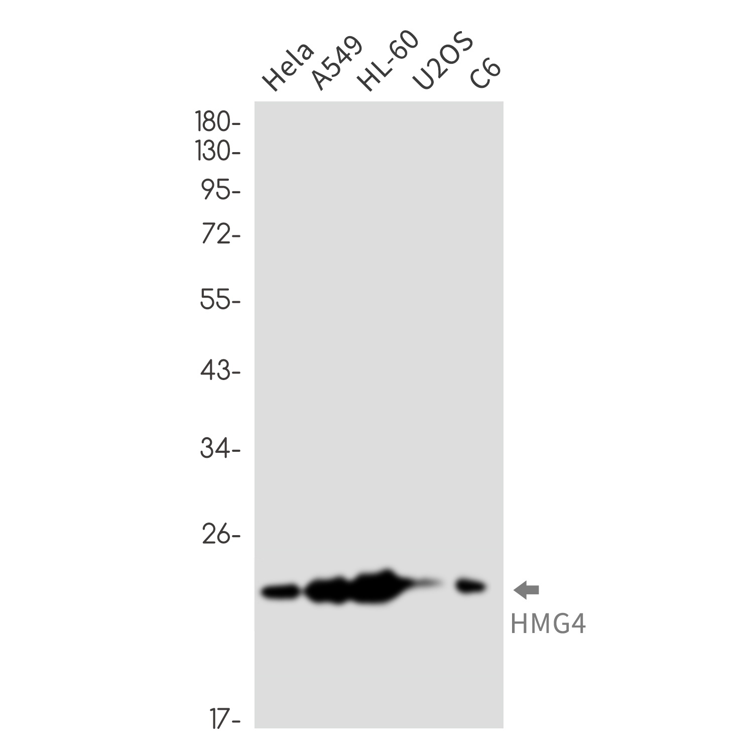 HMGB3 Antibody