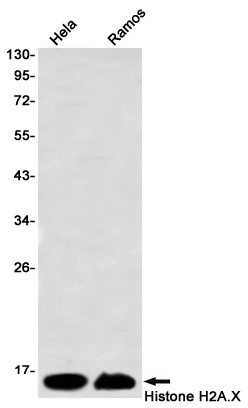Histone H2A.X Rabbit mAb
